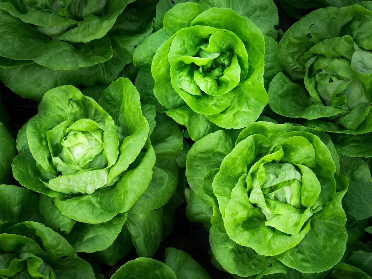 Autumn harvest vegetables
